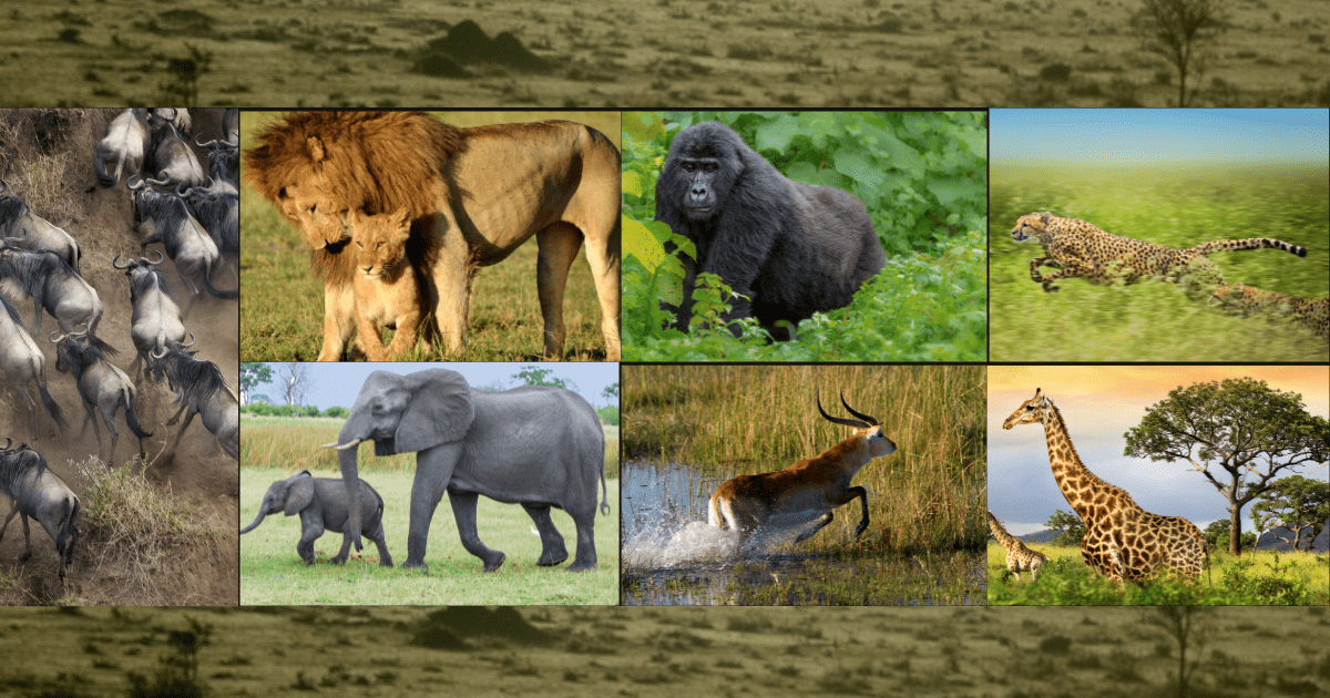 Africa