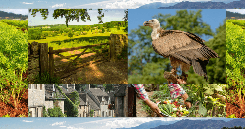 Cotswold